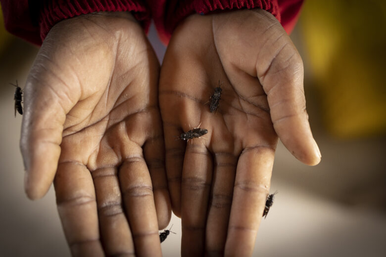 Flies crawl on hands.