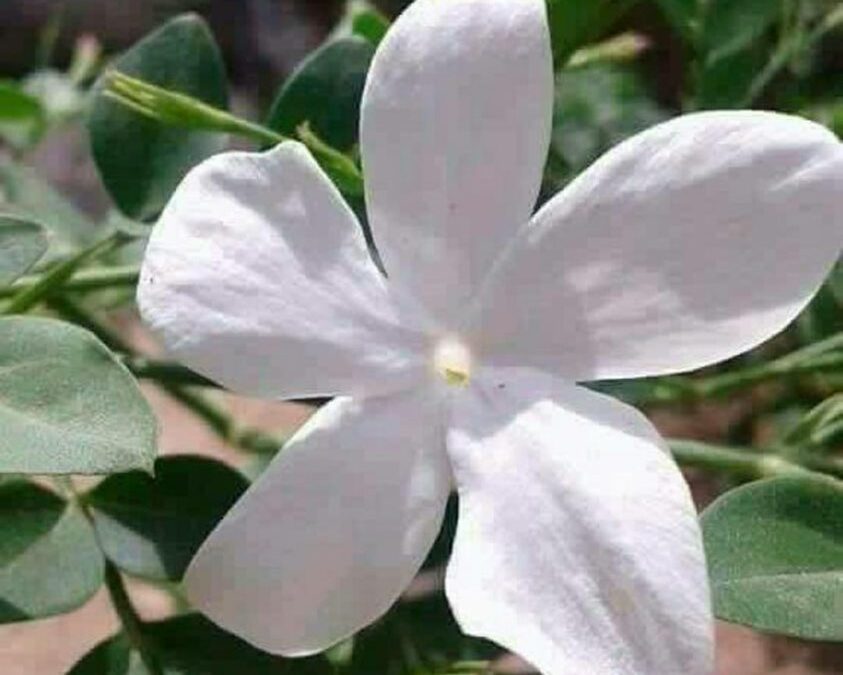 The streets were paved with jasmine flowers